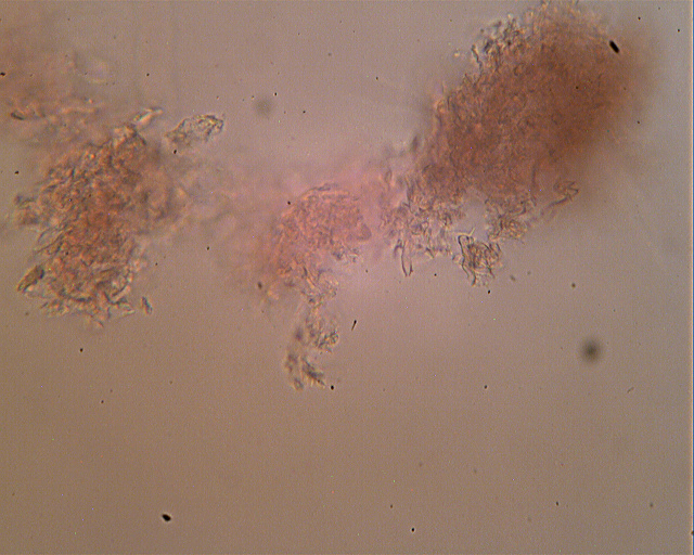 Lignicolo da determinare (Bjerkandera fumosa)